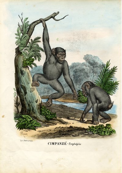 Chimpanzee, 1863-79 by Raimundo Petraroja